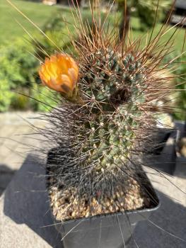 Lobivia wild bedornt